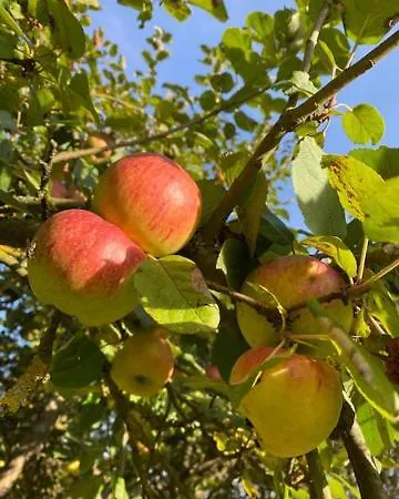 Am Seegrund Сasa de vacaciones Ahlbeck (Vorpommern-Greifswald)