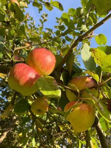 Am Seegrund 度假居 Ahlbeck (Vorpommern-Greifswald)